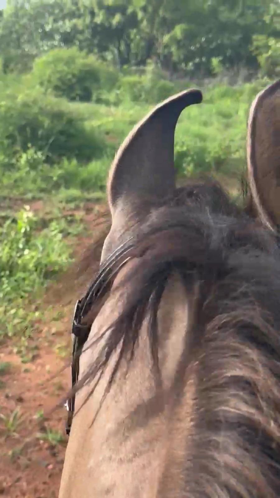 Rider's-eye view on the forest trail